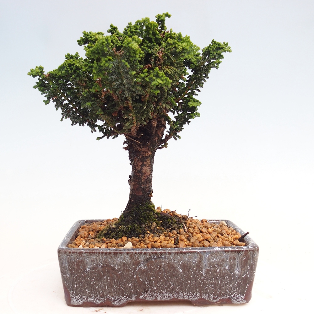 Bonsai voor buiten - Cham. obtusa SEKKA HINOKI - Cipres