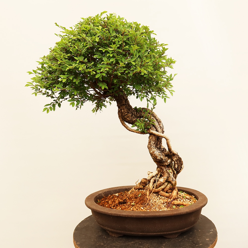 Bonsai voor buiten - Zelkova - Zelkova NIRE