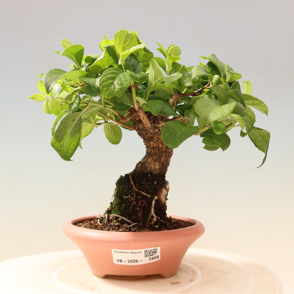 Bonsai voor buiten - Celastrus orbiculatus