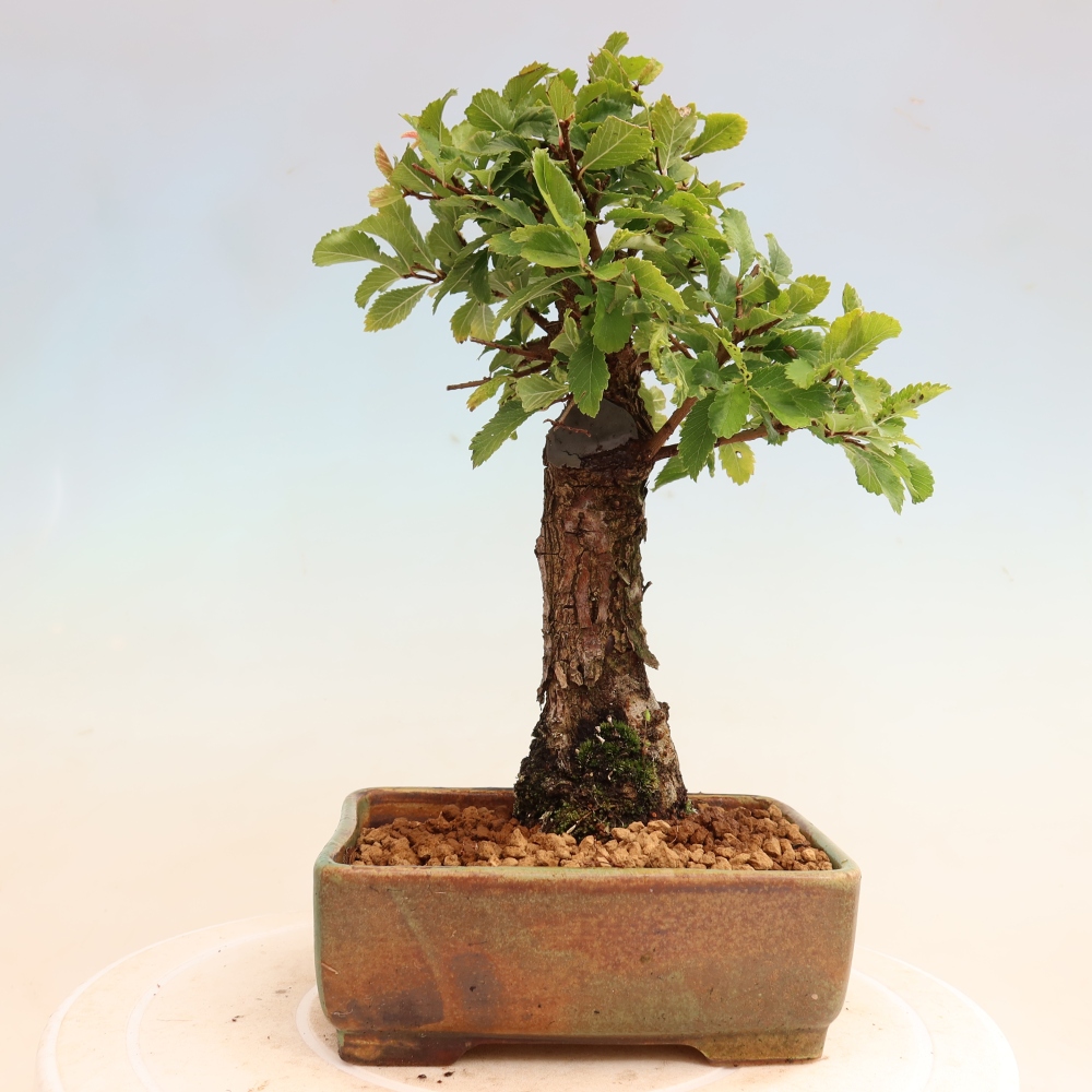 Bonsai voor buiten - Zelkova - Zelkova NIRE