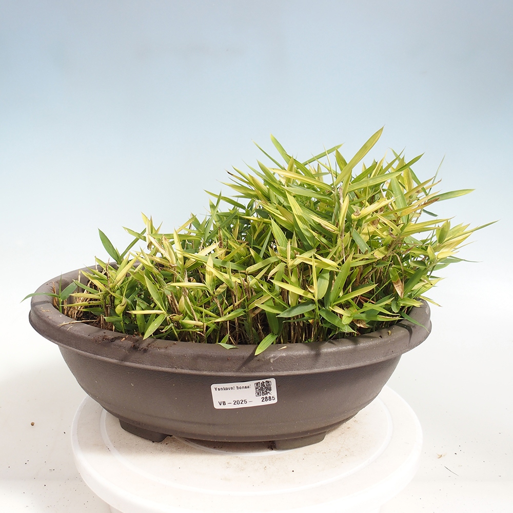 Bonsai voor buiten - Pleioblastus argenteostriatus f.pumilus - Dwergbamboe