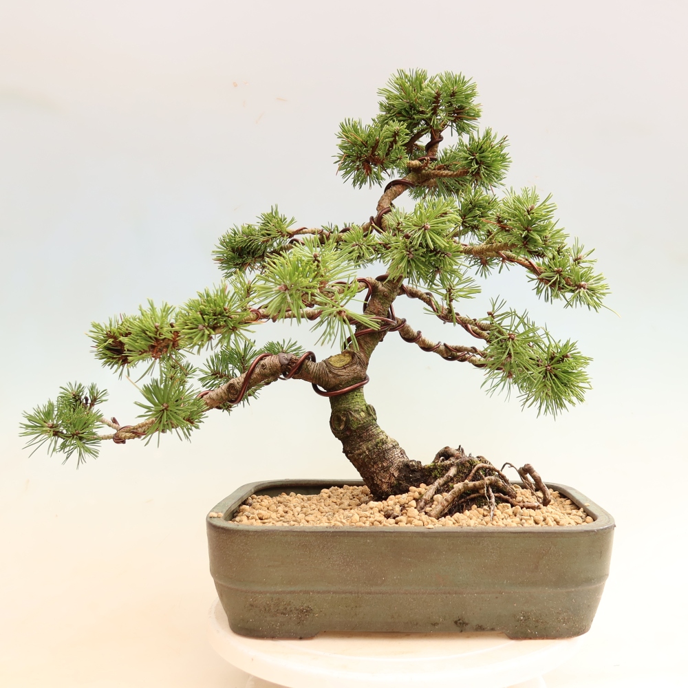 Bonsai voor buiten - Pinus mugo Humpy  - Bergden