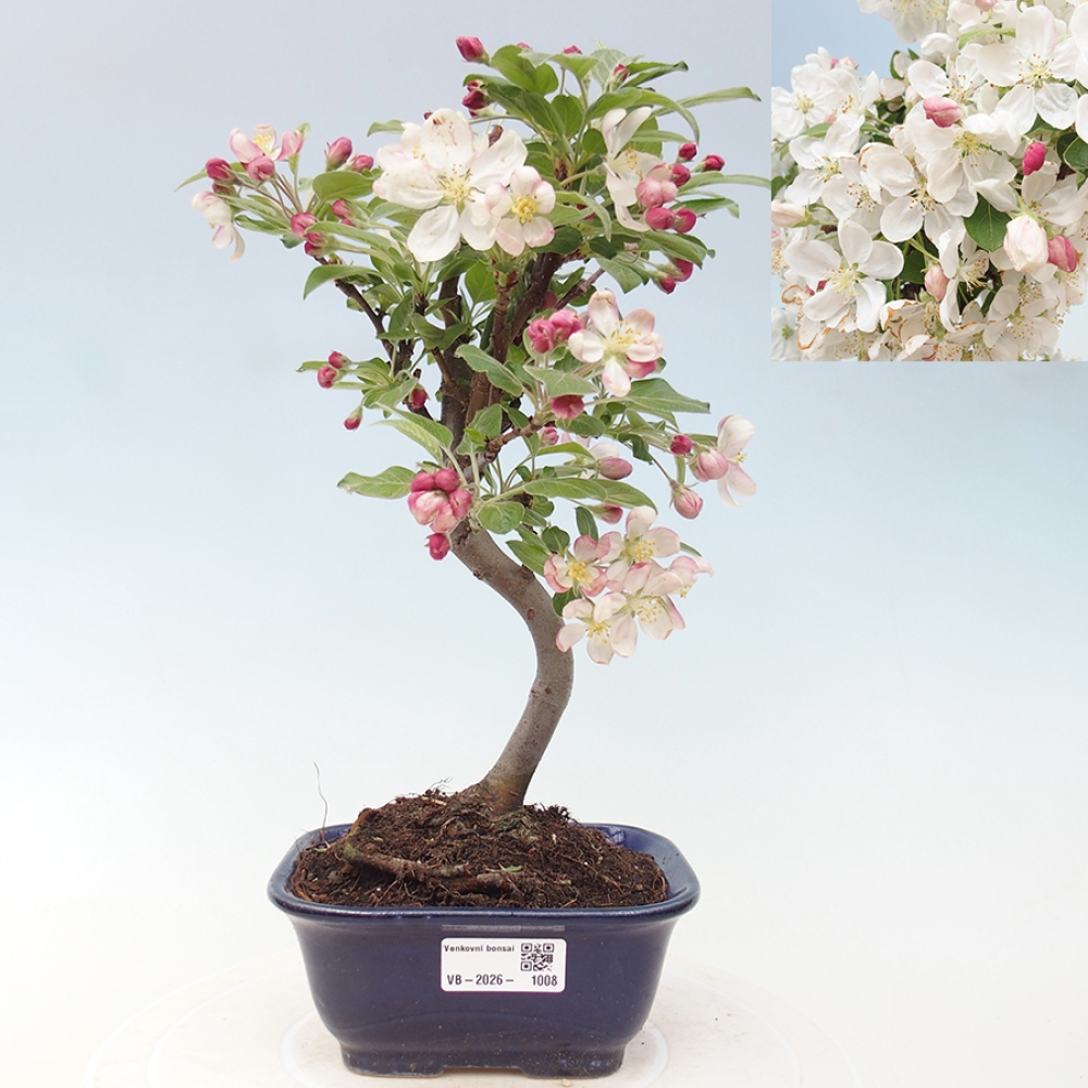 Bonsai voor buiten -Malus halliana - Appelboom met kleine vruchten