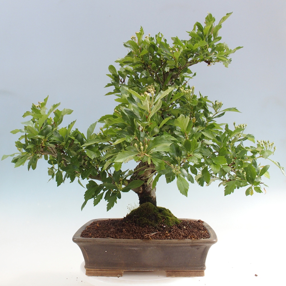 Bonsai voor buiten - Meidoorn - Crataegus cuneata