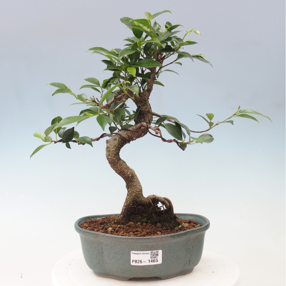 Kamerbonsai - Ficus retusa - kleinbladige ficus