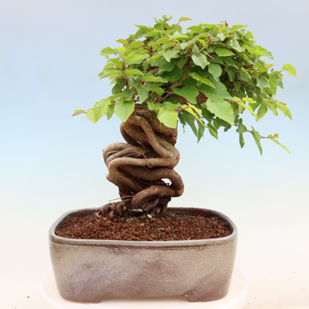 Bonsai voor buiten -Carpinus Coreana - Koreaanse haagbeuk