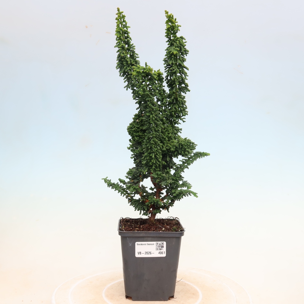 Bonsai voor buiten - Cham. obtusa SEKKA HINOKI - Cipres