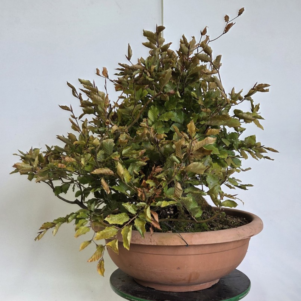 Bonsai-Fagus sylvatica voor buiten