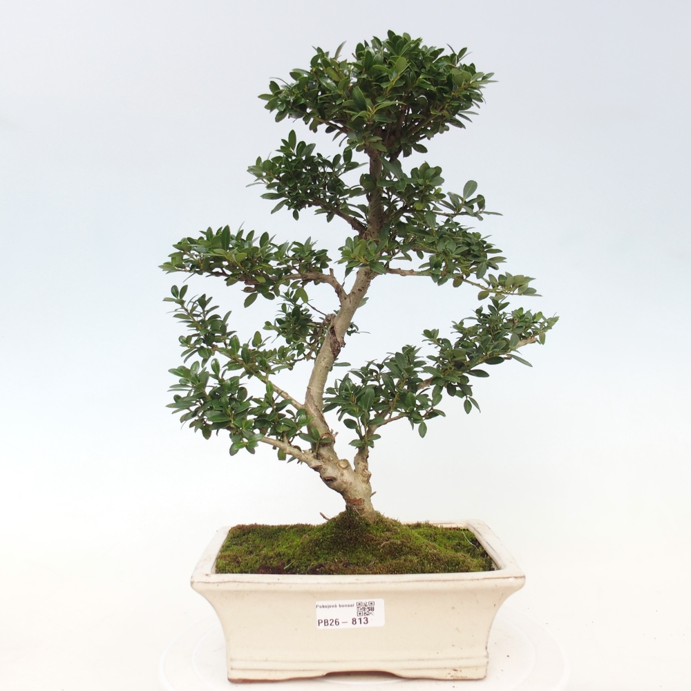 Kamerbonsai - Ilex crenata - Hulst