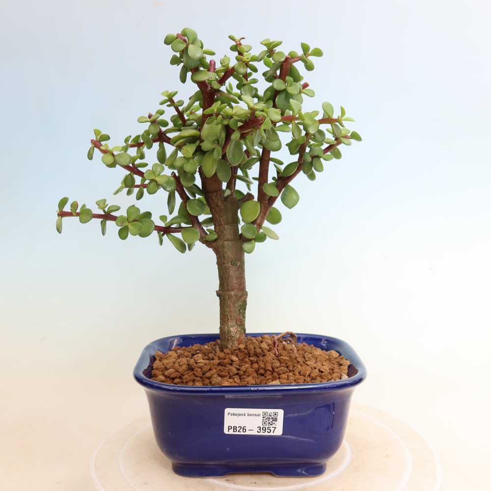 Kamerbonsai - Portulakaria Afra - Tlustice