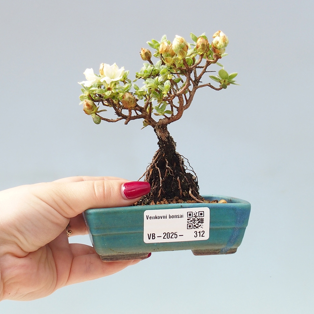 Bonsai voor buiten - Rhododendron indicum - Japanse azalea