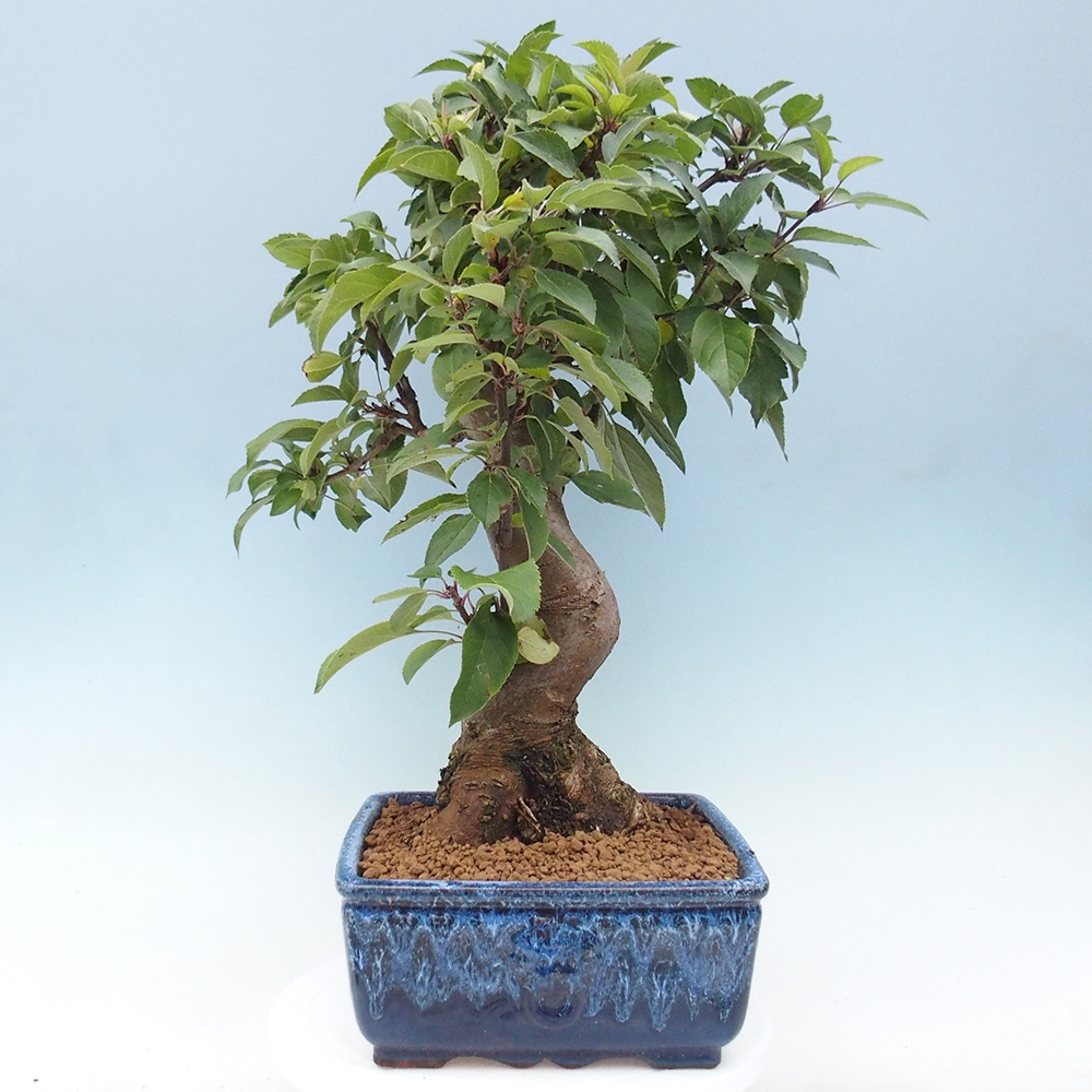 Bonsai voor buiten -Malus halliana - Appelboom met kleine vruchten