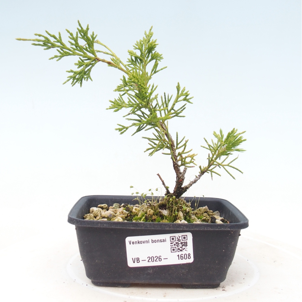 Bonsai voor buiten - Juniperus chinensis Itoigawa