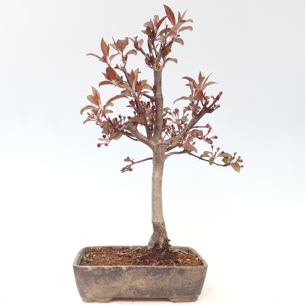 Bonsai voor buiten -Malus domestica - Roodbladige appelboom met kleine vruchten