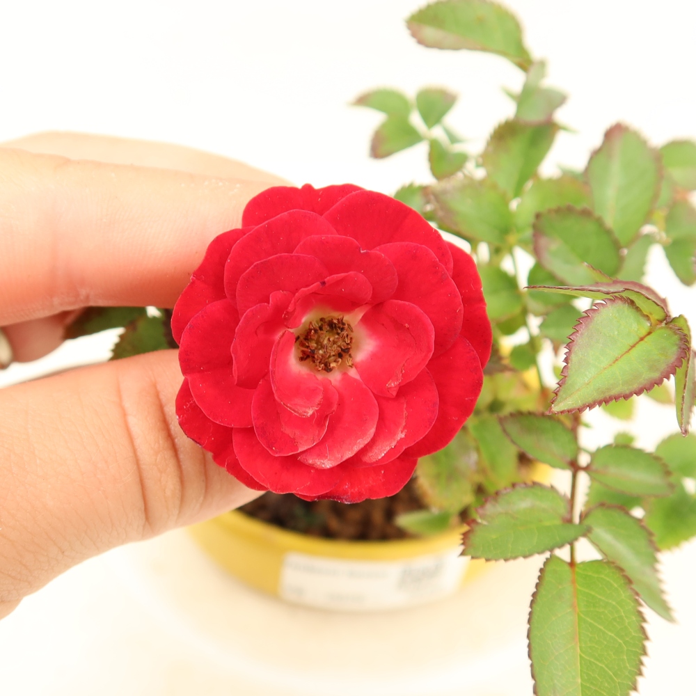 Bonsai voor buiten - Rosa Kordes - roos