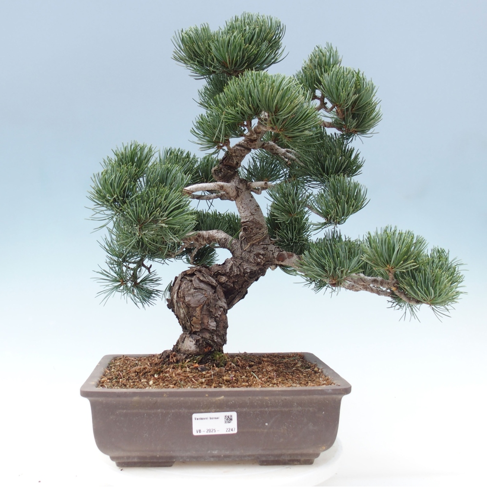 Bonsai voor buiten - Pinus parviflora - Pinus parviflora