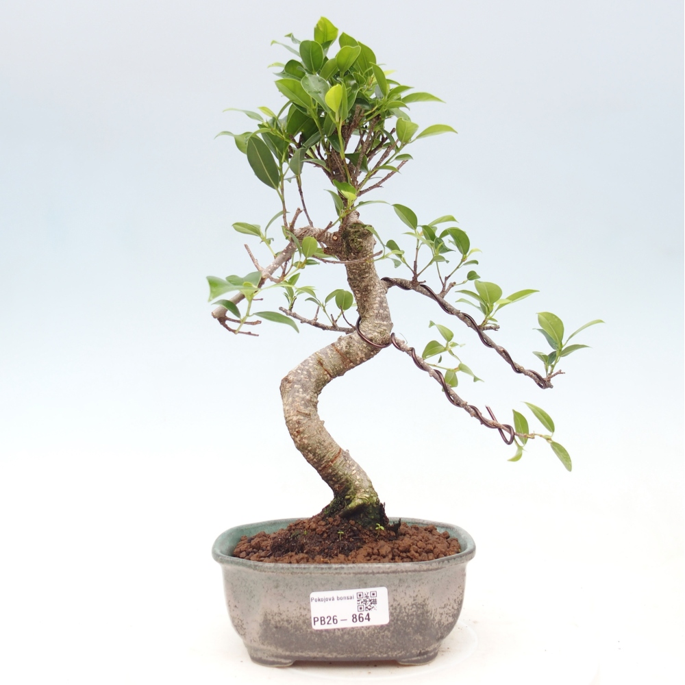 Kamerbonsai - Ficus retusa - kleinbladige ficus
