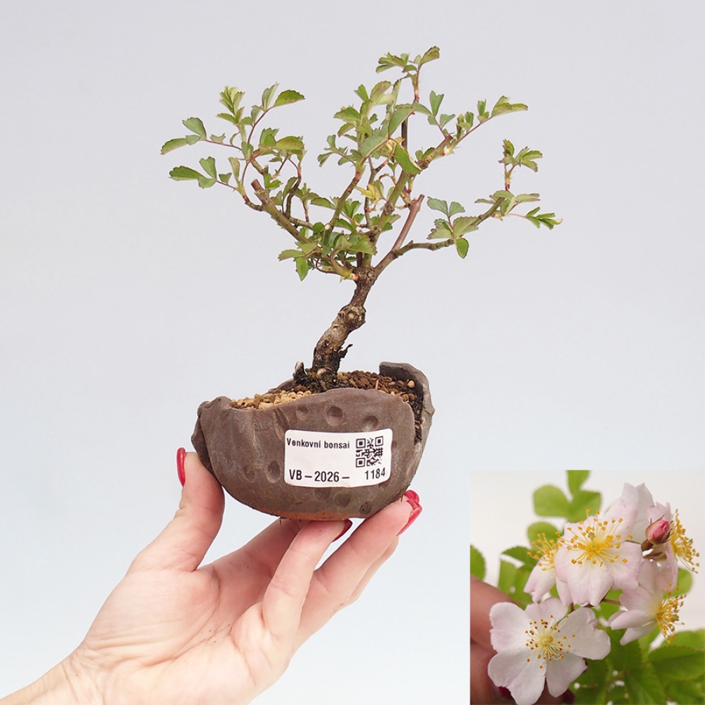 Bonsai voor buiten - Rosa sp. - kleinbloemige roos