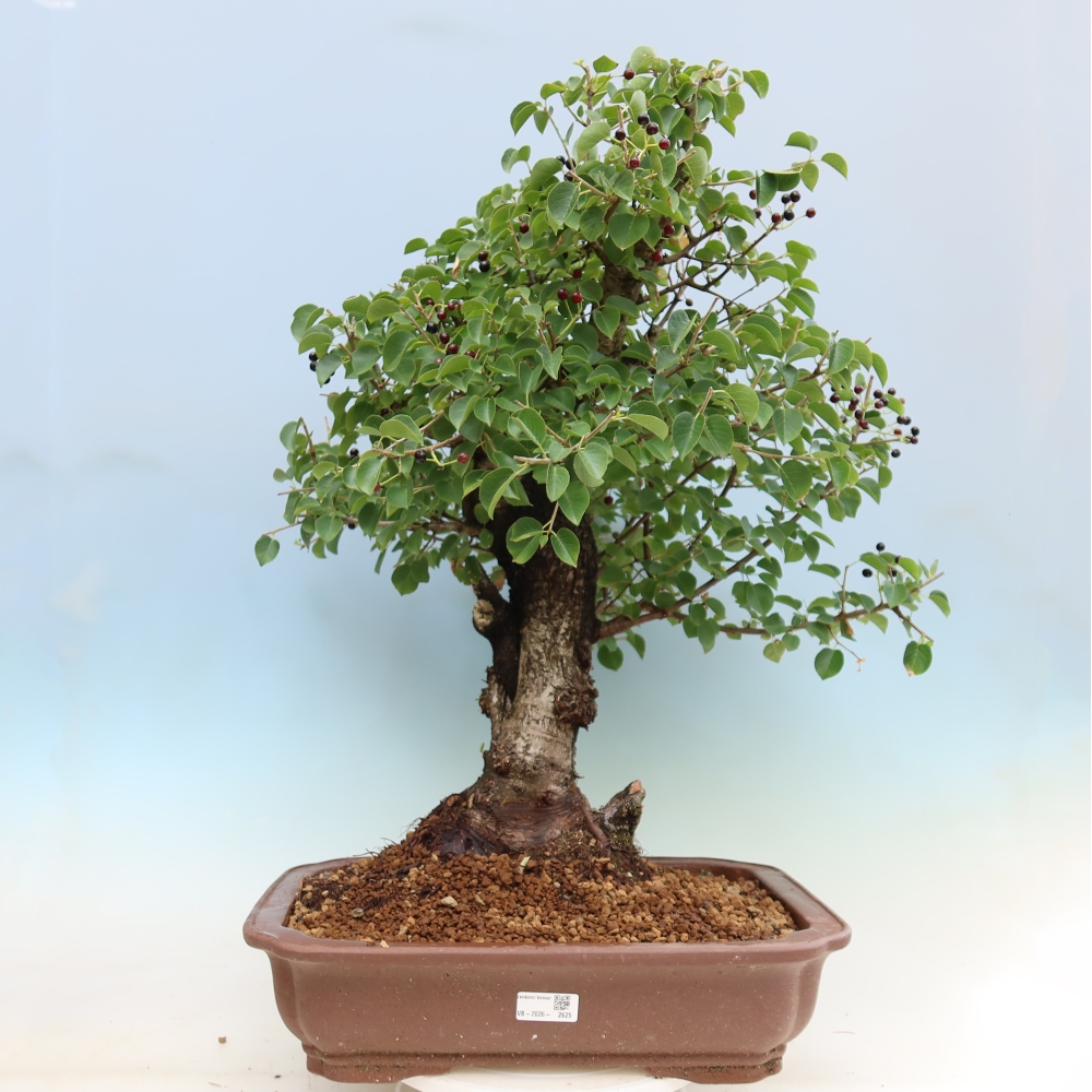 Bonsai voor buiten - Mahalebka - Prunus mahaleb