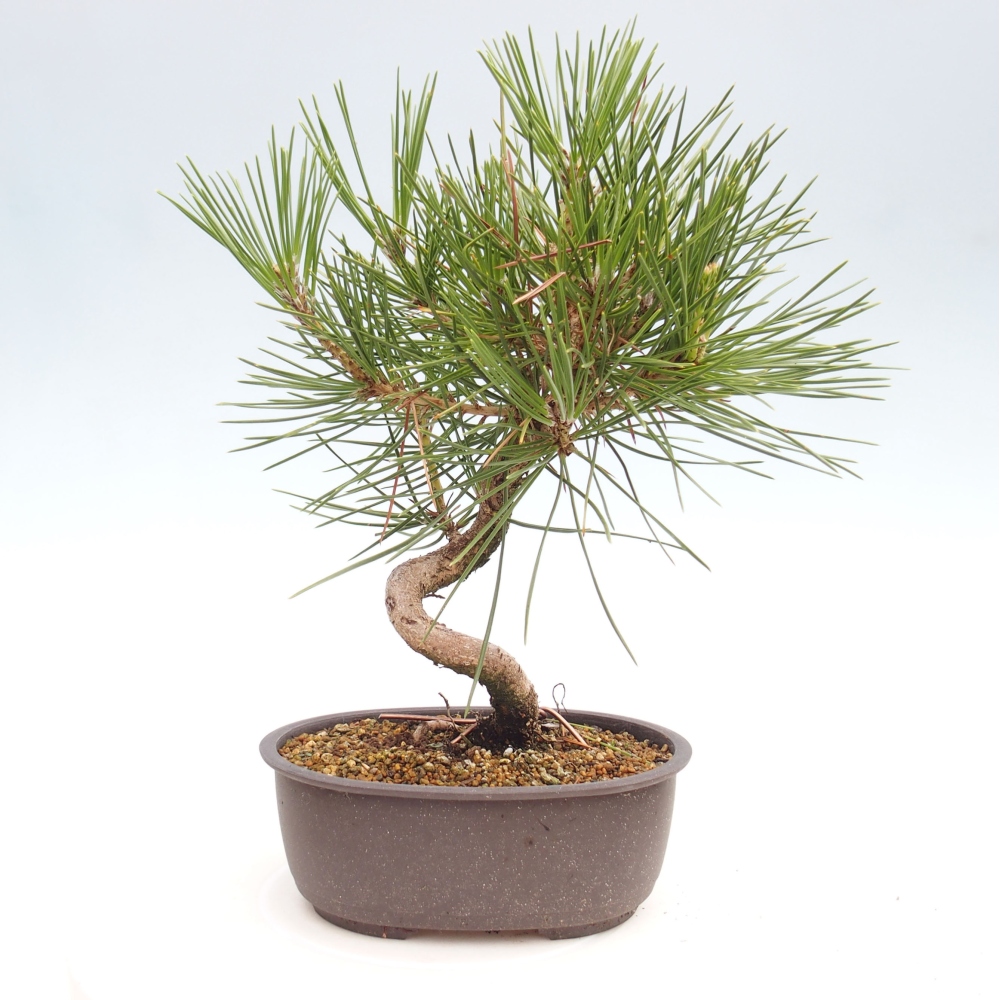 Bonsai voor buiten - Pinus thunbergii - Thunberg den