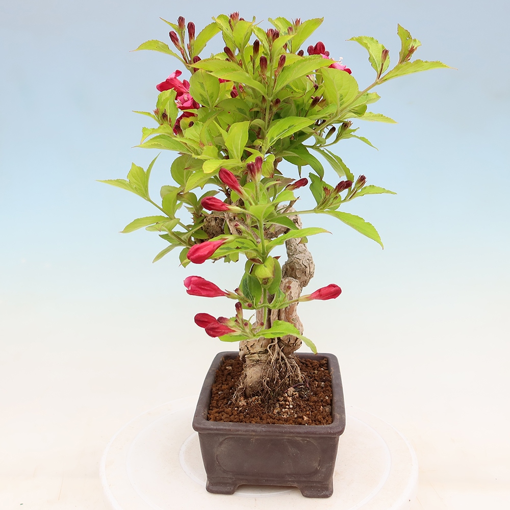 Buitenbonsai - Weigela subsessilis - Koreaanse weigela