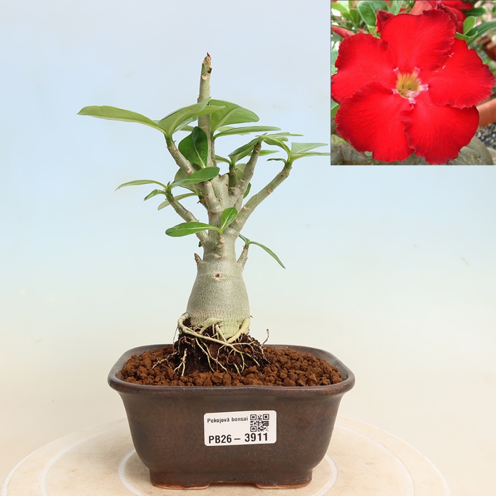 Kamerbonsai - Adenium obesum Red Star - Woestijnroos