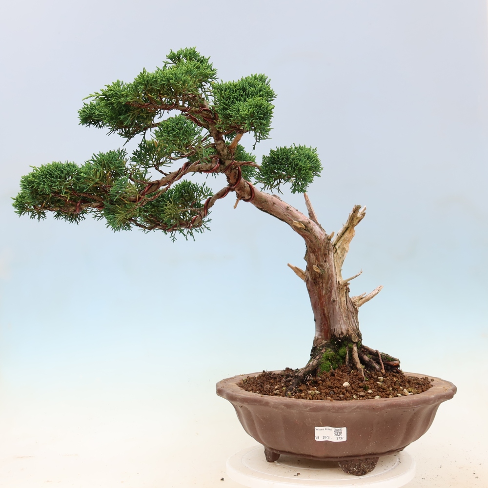 Bonsai voor buiten - Juniperus chinensis Kishu