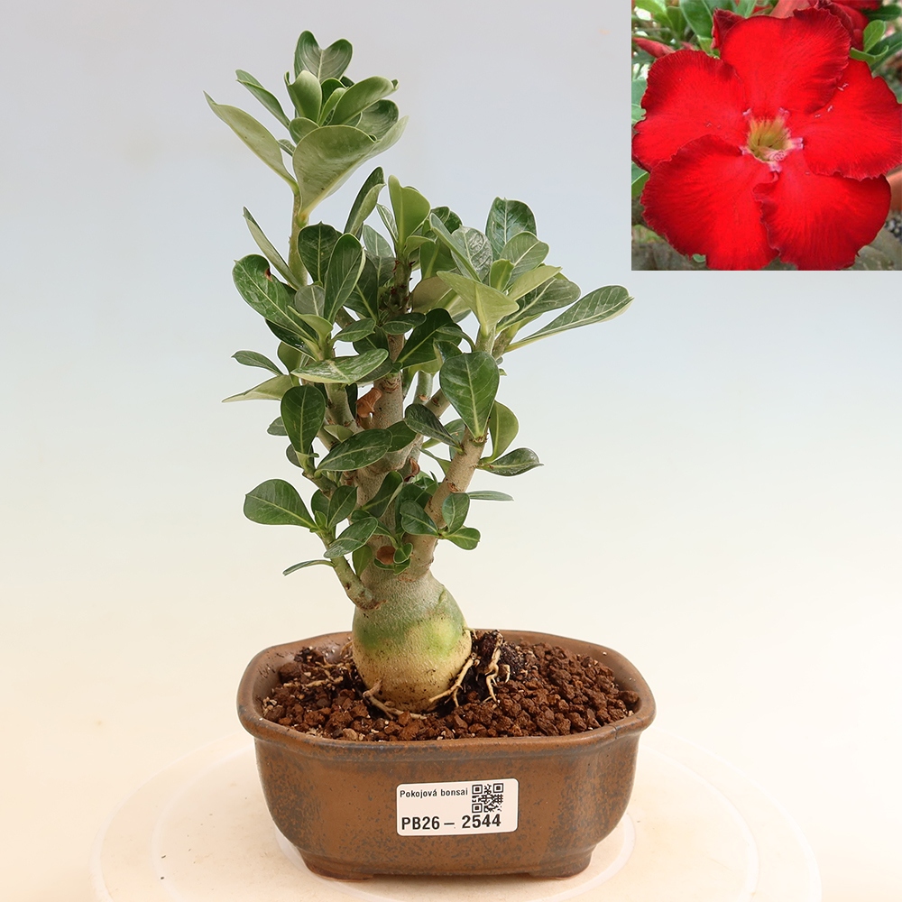 Kamerbonsai - Adenium obesum Red Star - Woestijnroos