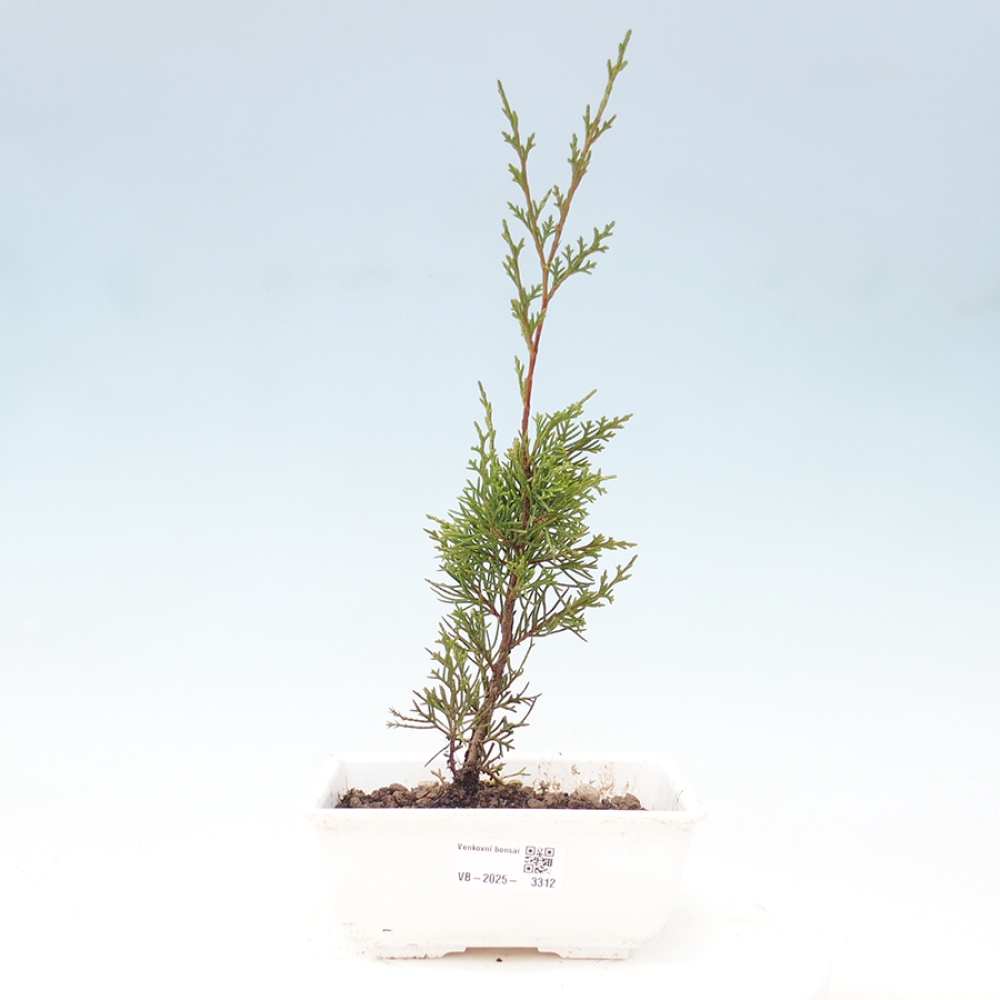 Bonsai voor buiten - Juniperus chinensis Itoigawa