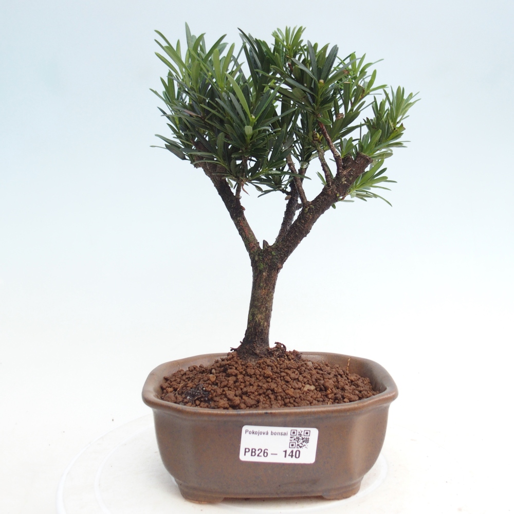 Kamerbonsai - Podocarpus - Taxus