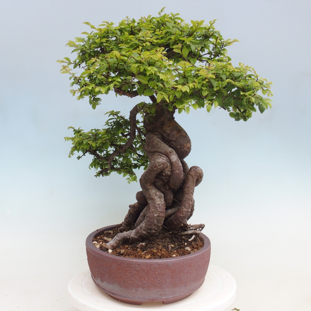 Bonsai voor buiten - Ulmus parvifolia Hokkaido - Chinese iep