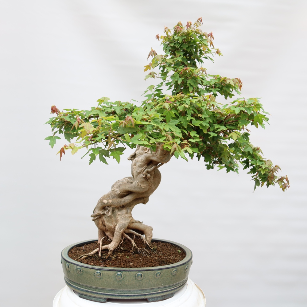 Bonsai voor buiten - Esdoorn Burger - Acer Burgerianum