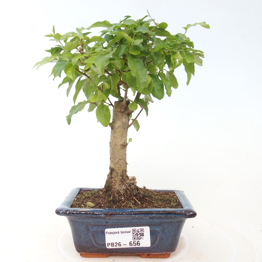 Kamerbonsai -Ligustrum chinensis - Vogelsnavel