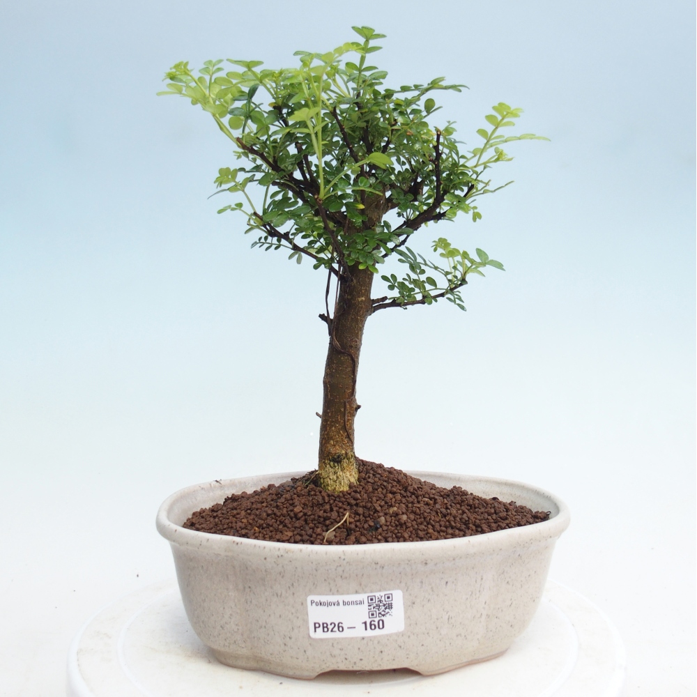 Kamerbonsai - Zantoxylum piperitum - peperboom
