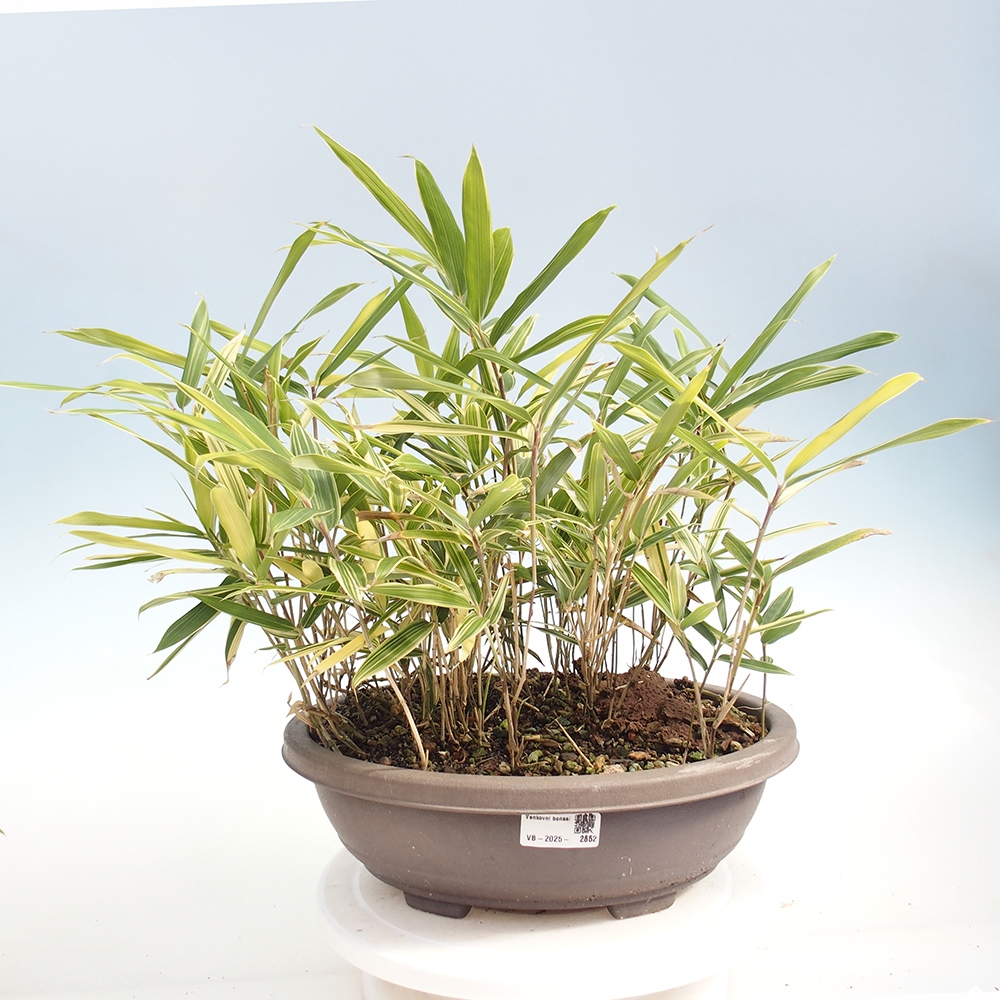 Bonsai voor buiten - Sasaella masamuneana Albostriata - Bamboe