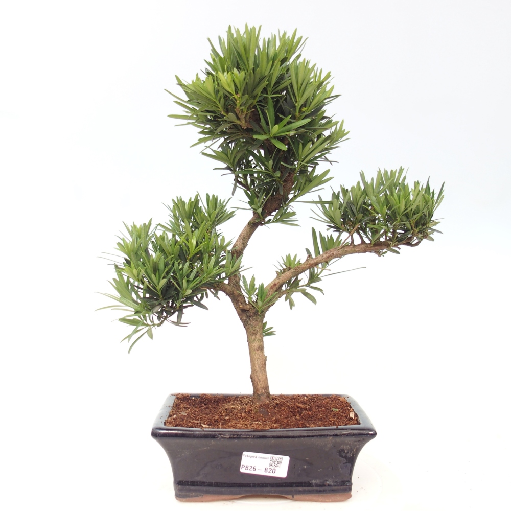 Kamerbonsai - Podocarpus - Taxus