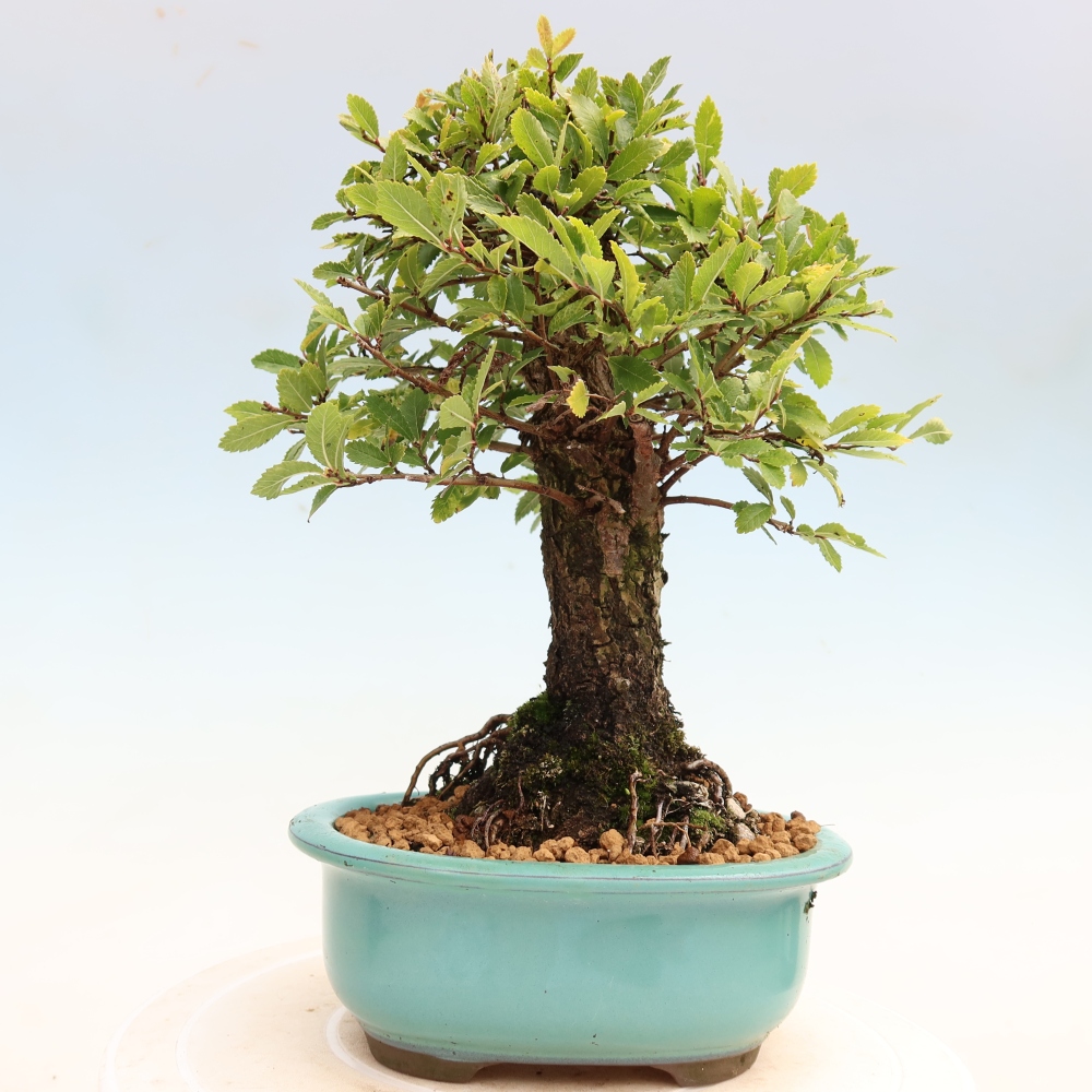 Bonsai voor buiten - Zelkova - Zelkova NIRE