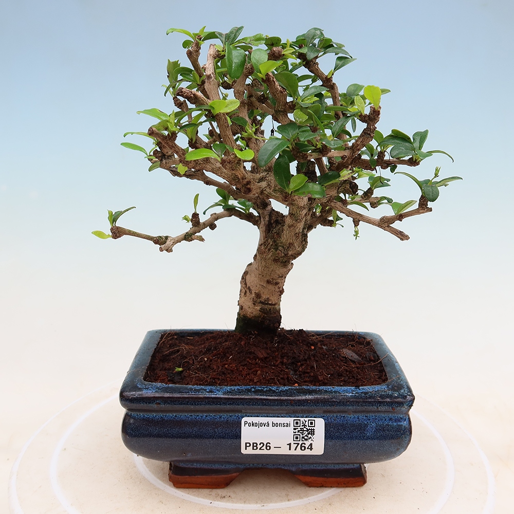 Kamerbonsai - Carmona macrophylla - Thee fuki