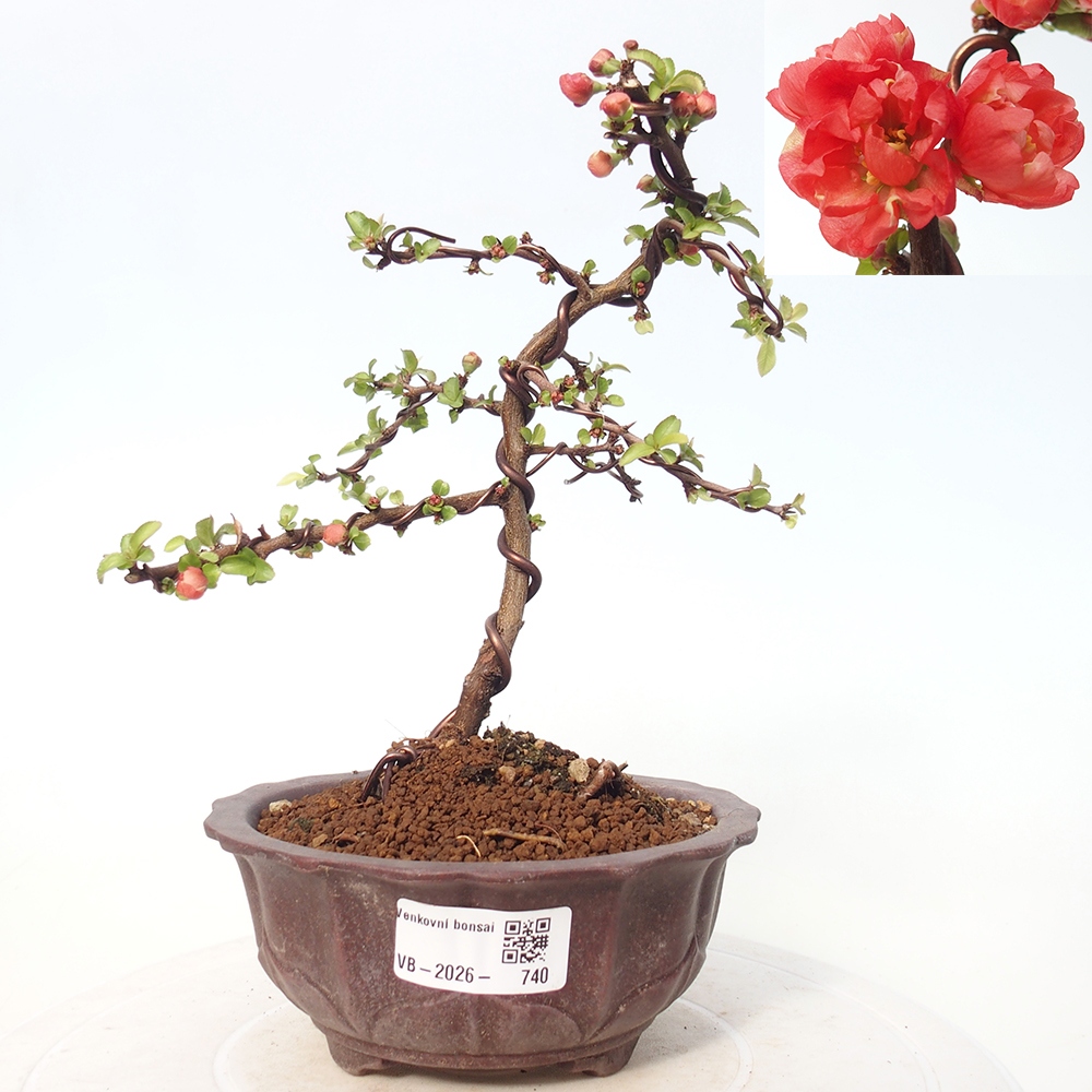 Bonsai voor buiten - Chaneomeles s. Red Joy - Kweepeer