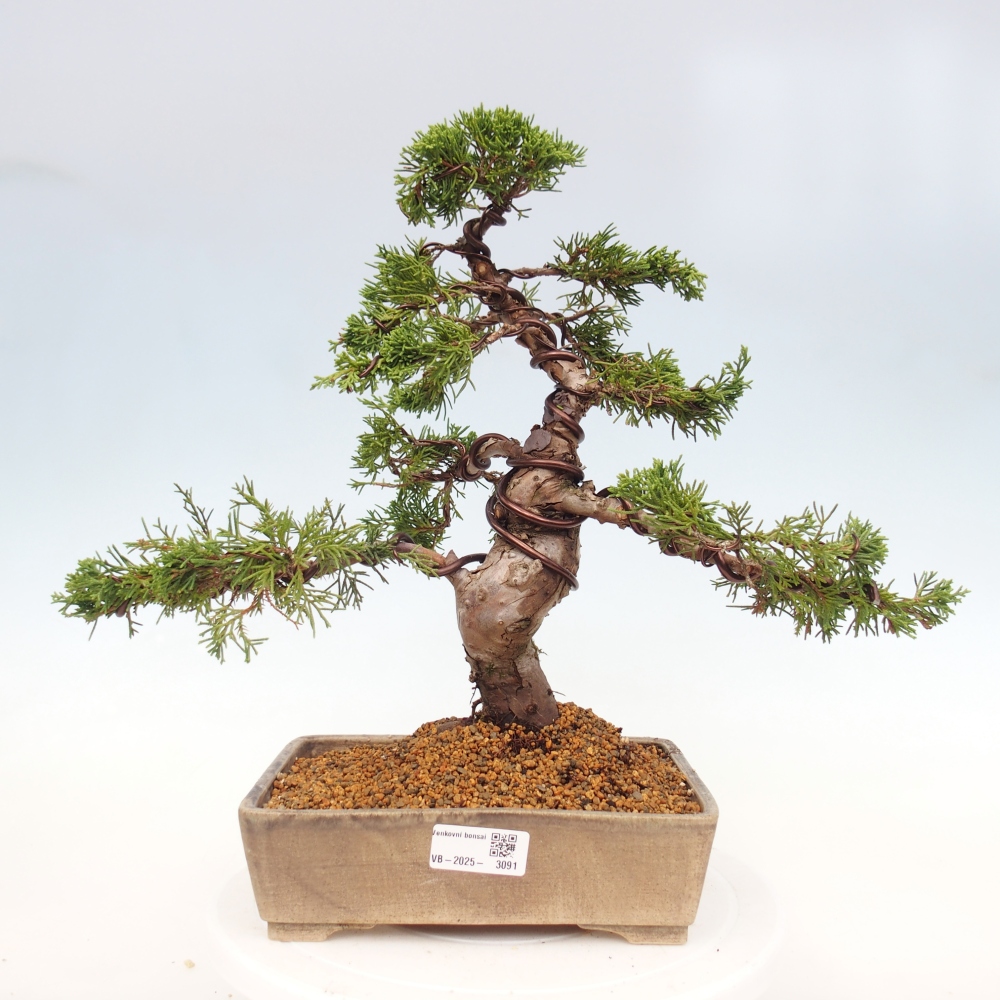 Bonsai voor buiten - Juniperus chinensis Itoigawa