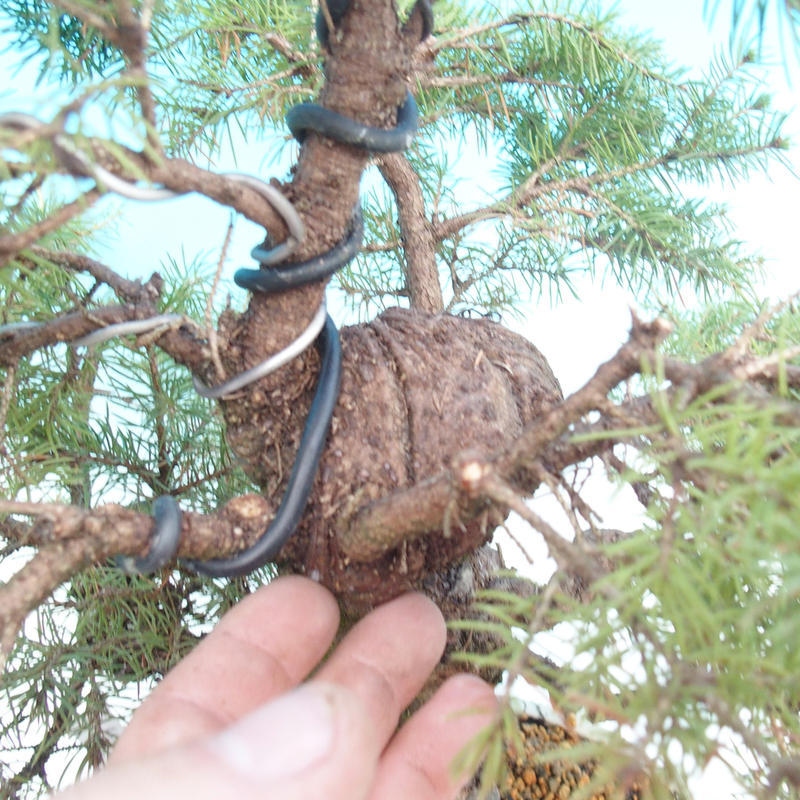 Bonsai voor buiten - Gewone spar - Picea glauca bol