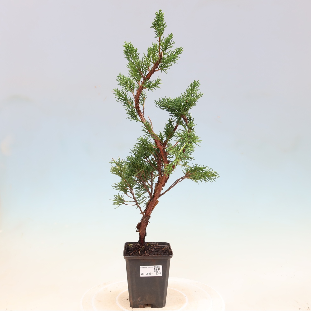Bonsai voor buiten - Juniperus chinensis Kishu