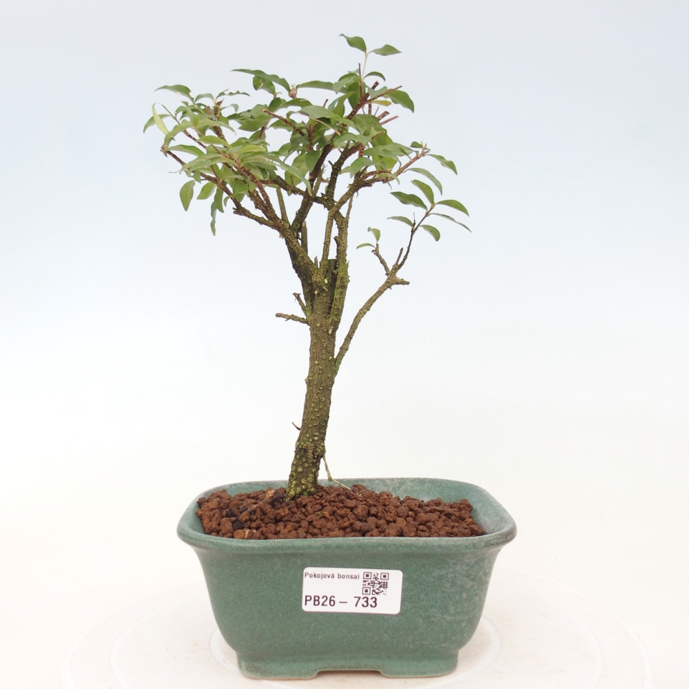 Kamerbonsai - Malpighia coccigera- Barbdor Kers