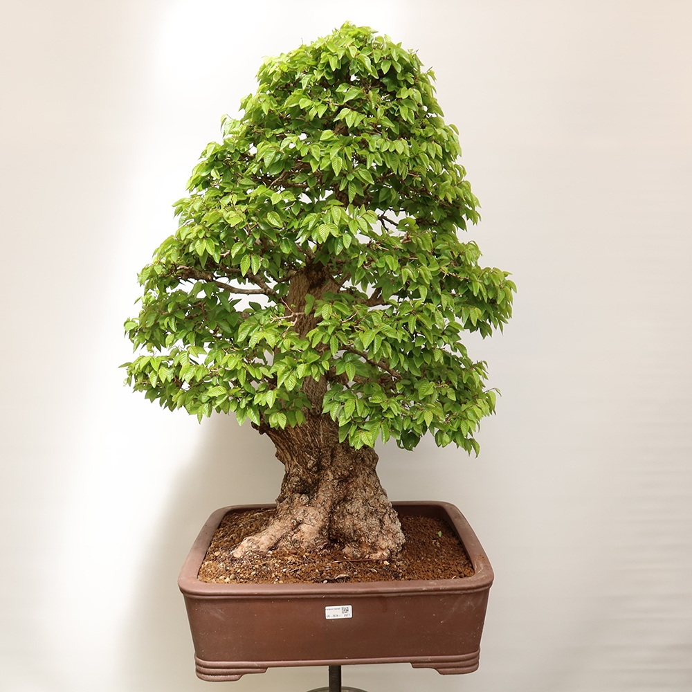 Bonsai voor buiten -Carpinus Coreana - Koreaanse haagbeuk