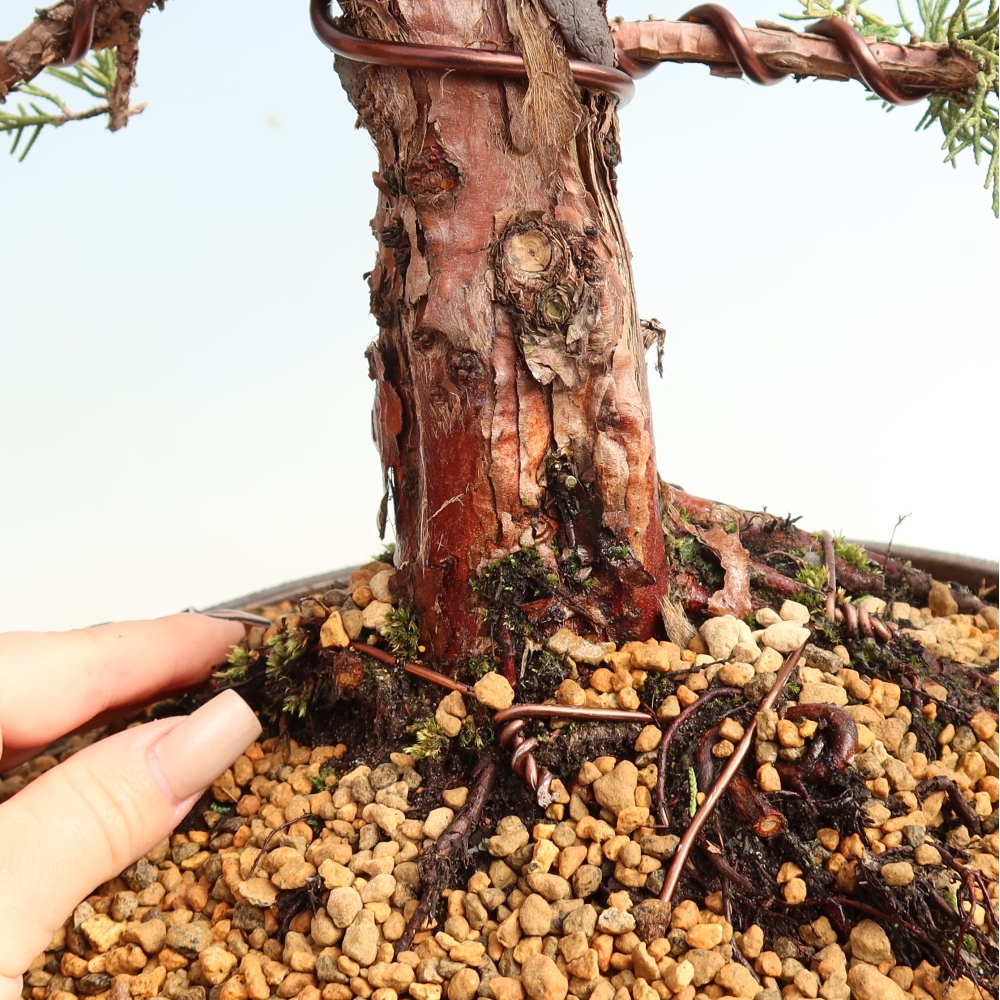 Bonsai voor buiten - Juniperus chinensis Kishu