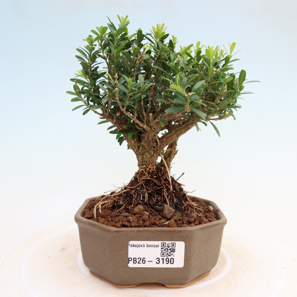 Kamerbonsai - Buxus harlandii - kurk buxus