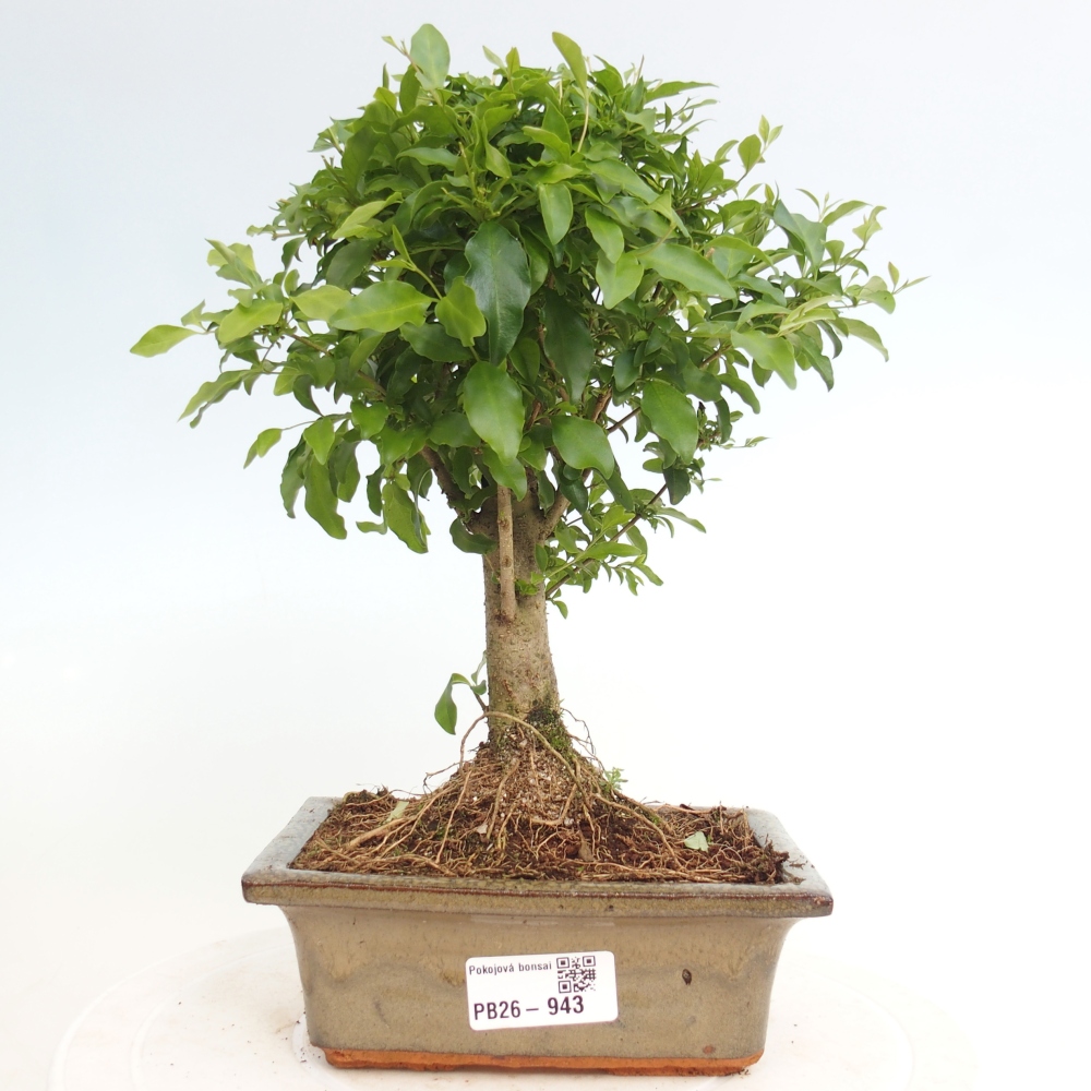 Kamerbonsai -Ligustrum chinensis - Vogelsnavel