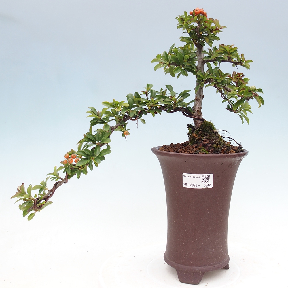Bonsai-Pyracantha Teton voor buiten -Hlox