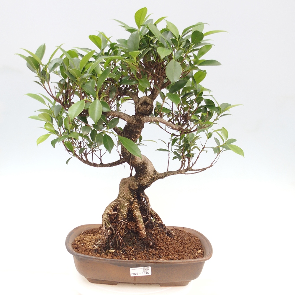 Kamerbonsai - Ficus kimmen - kleinbladige ficus