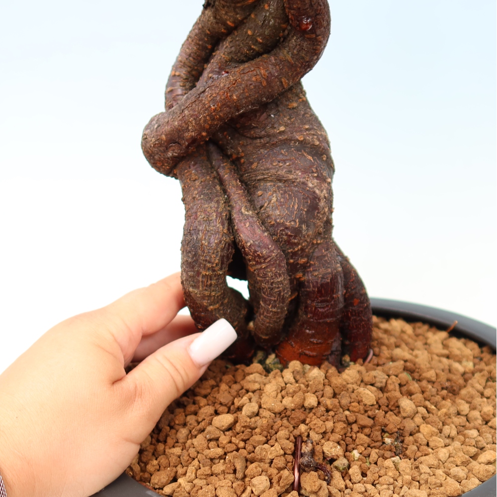 Bonsai voor buiten – Japanse abrikoos – Prunus Mume